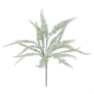 18' Powdered Fern Bush