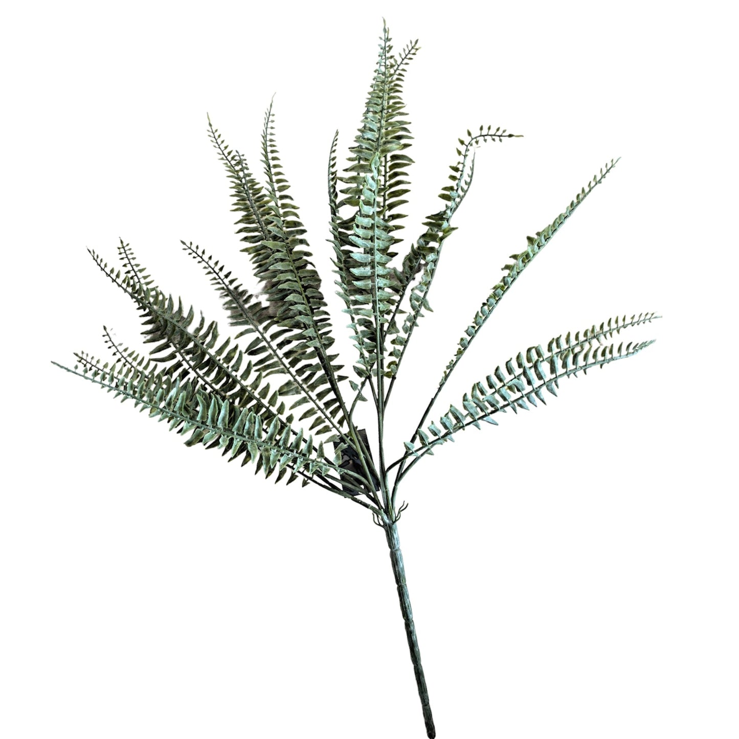 18' Powdered Fern Bush